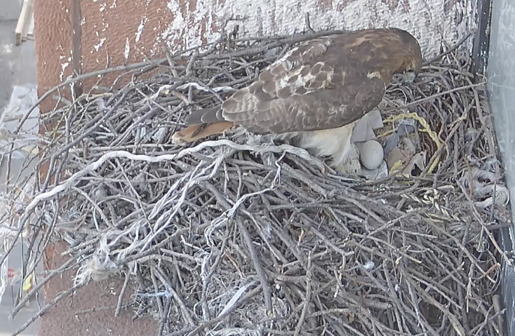The female hawk takes a break from incubating to look at her three eggs