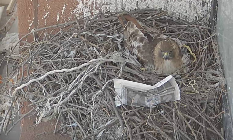 The male hawk looks at a small piece of newspaper on the nest while incubating the eggs