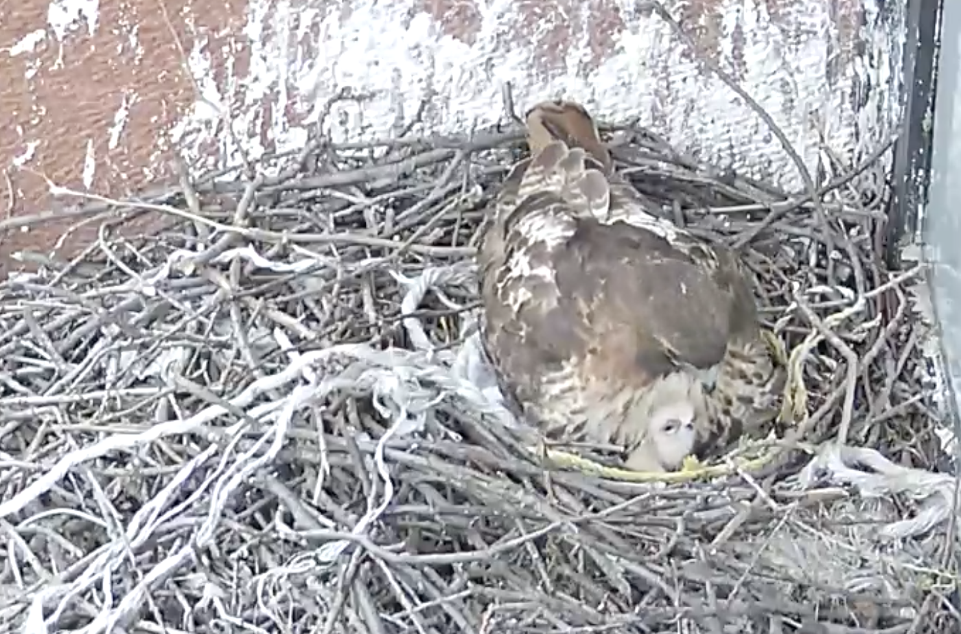 The female hawk continues to incubate her other two eggs as the newly hatched eyass peeks out from under her