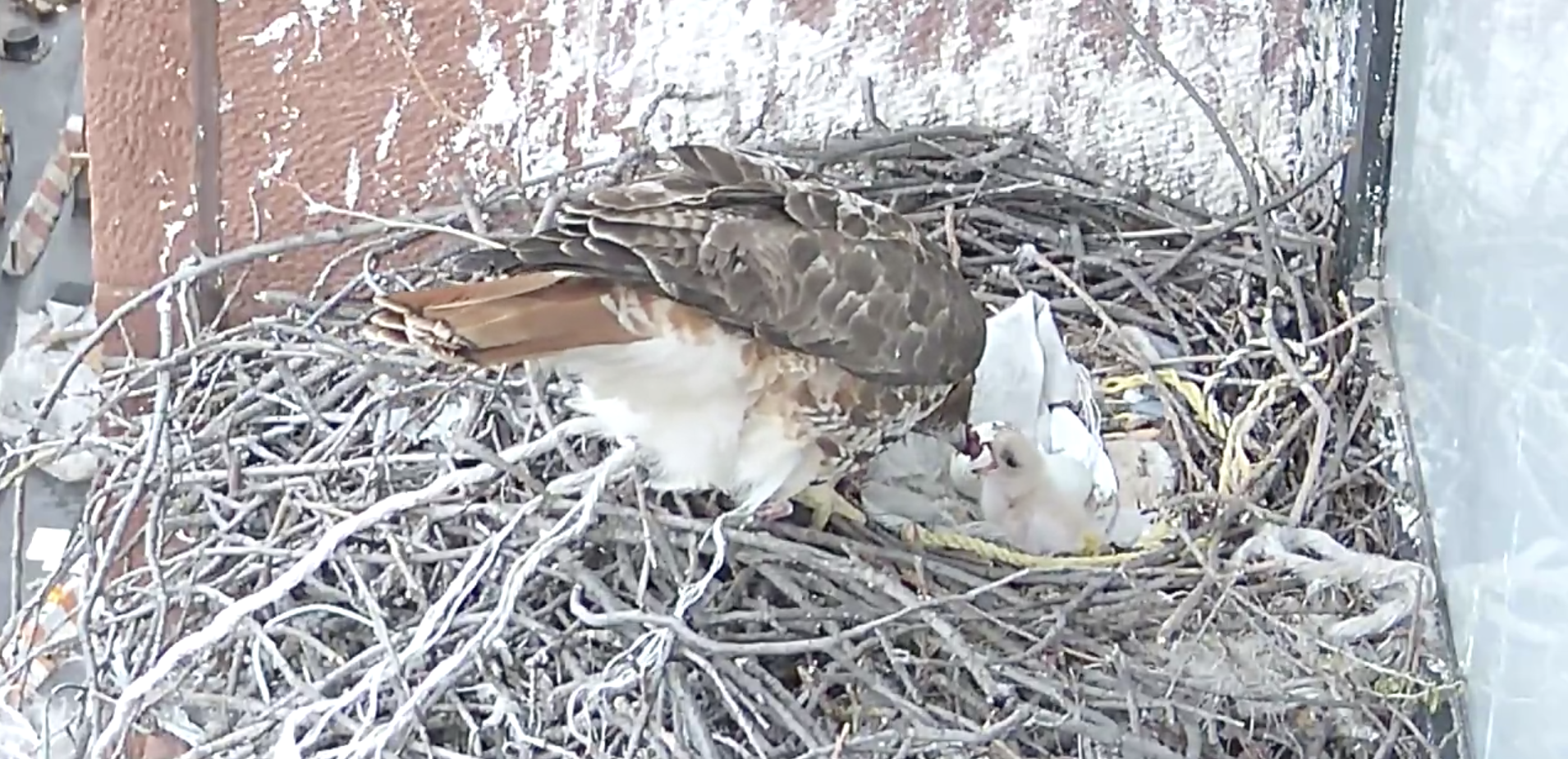 The first-born eyass opens its beak as its mother begins to feed it