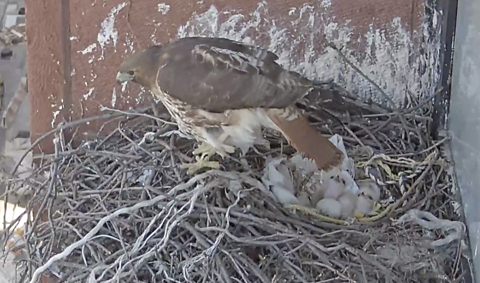 The female hawk looks out from the edge of the nest while two eyasses look up at their mother's tail
