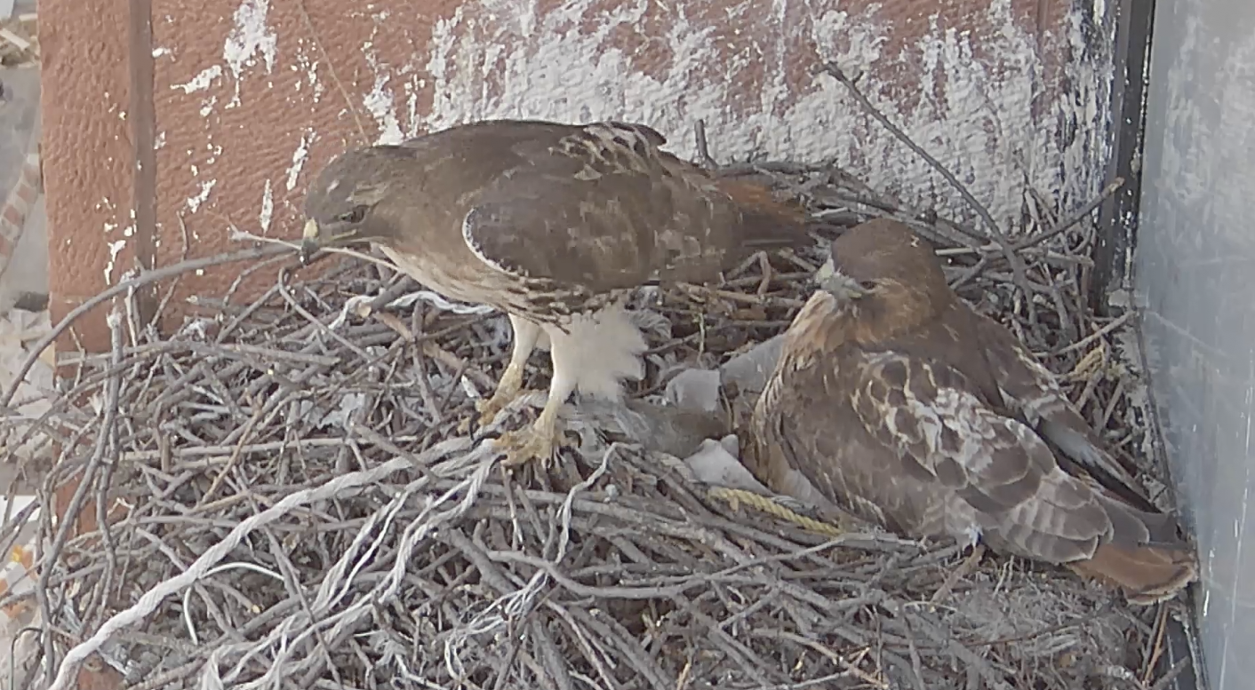 The male hawk stands at the edge of the nest getting ready to fly away as the female hawk looks on, incubating the two newborns and the last remaining egg