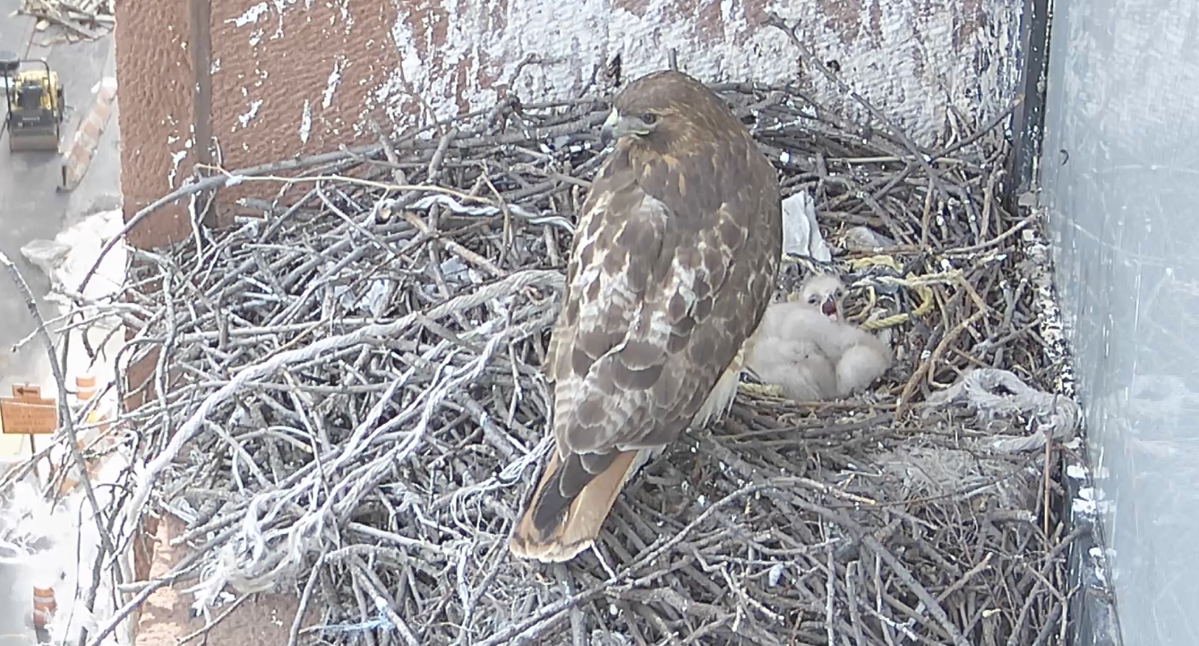 On the nest, the female hawk looks away towards Washington Square Park as one of the three eyasses has its beak wide open