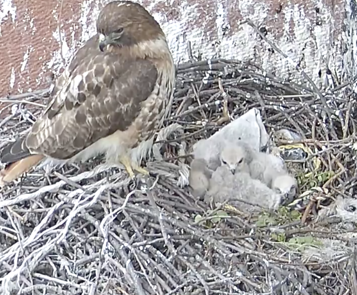 The female hawk stands on the nest looking away as the nearly two-week-old eyasses rest in the nest