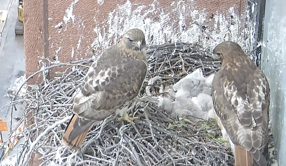 The male hawk, who is looking in the direction of the camera, and the female hawk are standing at the edge of the nest, while their three eyasses are resting in the nest