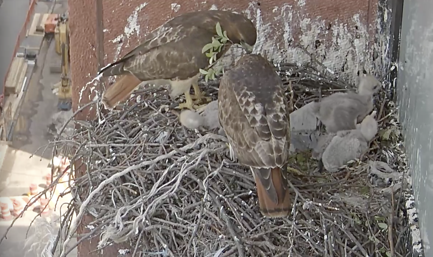 The male hawk watches over the three gray-feathered eyasses, who are lying at different ends of the nest, as the female hawk brings in a sprig with some greenery on it