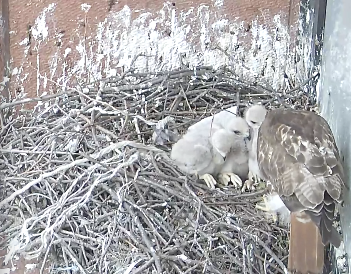 The three gray-feathered eyasses line up in a row as their mother prepares to feed them