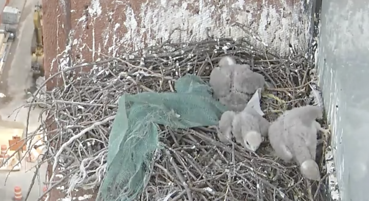 The three gray-feathered eyasses all lie down next to the newest nest addition: an aqua green, tattered piece of fabric