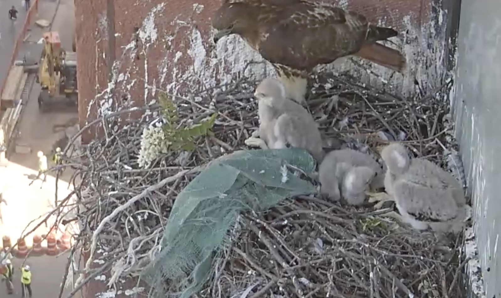 The female hawk and one of the eyasses look out from the nest, recently decorated with a piece of greenery with small white flowers, while the other two eyasses are lying down