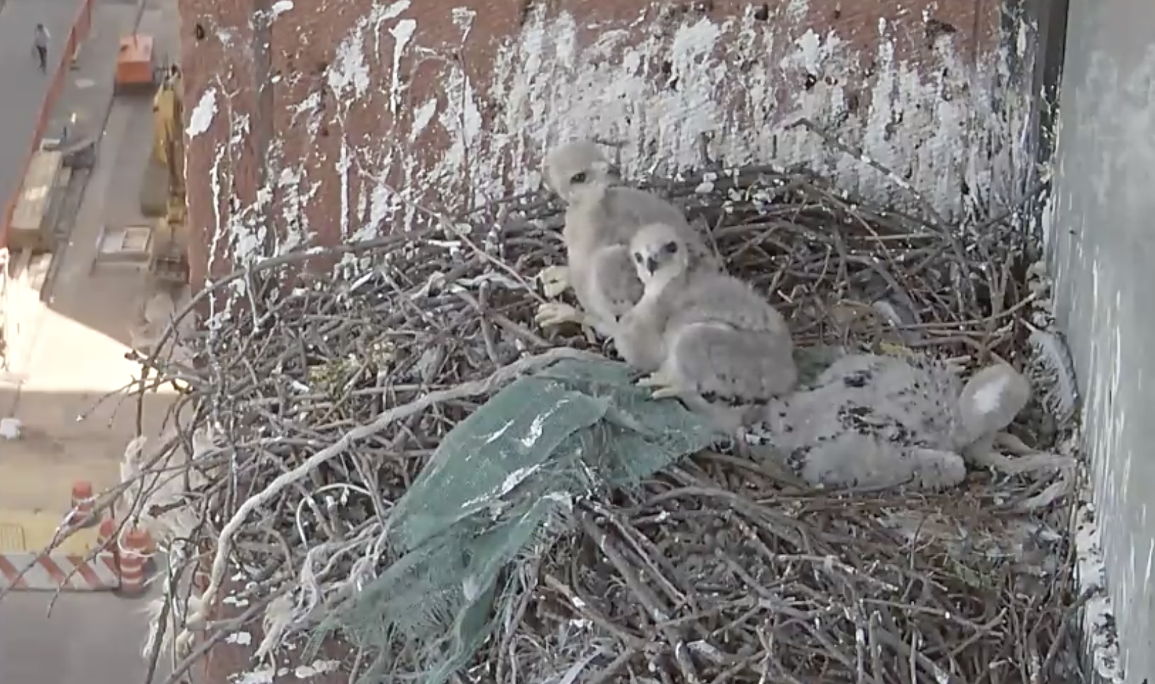 The three eyasses, who are now starting to grow dark brown feathers, are on the nest, with one looking at the window, one facing towards the camera, and one lying down