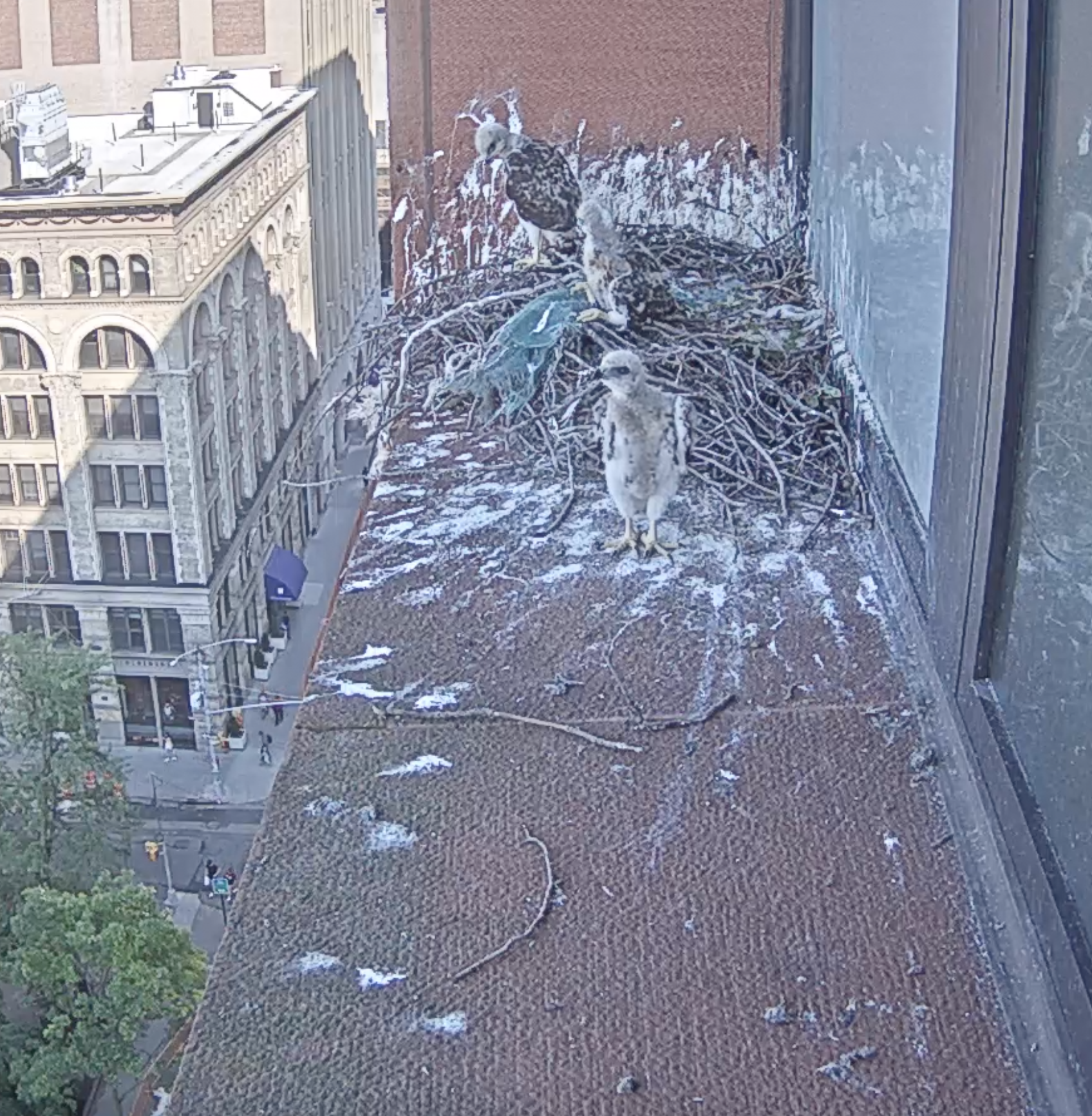 The eyasses now have dark brown feathers almost all over their wings and are beginning to stand more often, with one standing on the nest and one standing out on the ledge