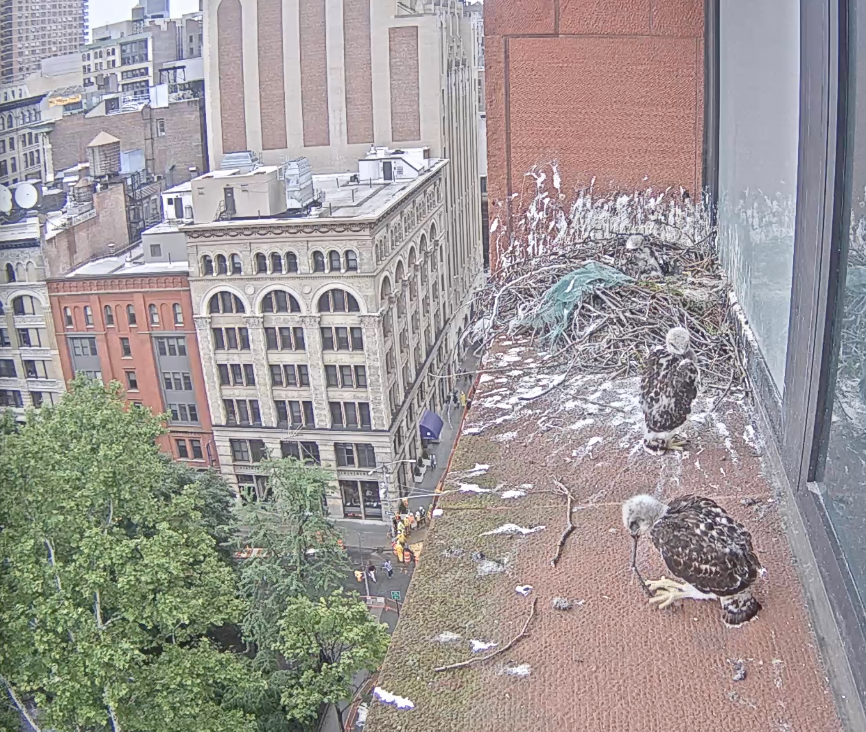 One dark brown-feathered eyass is on the ledge biting the end of a small stick, another one is standing on the ledge looking back at the eyass biting a stick, and the last one is lying down on the nest