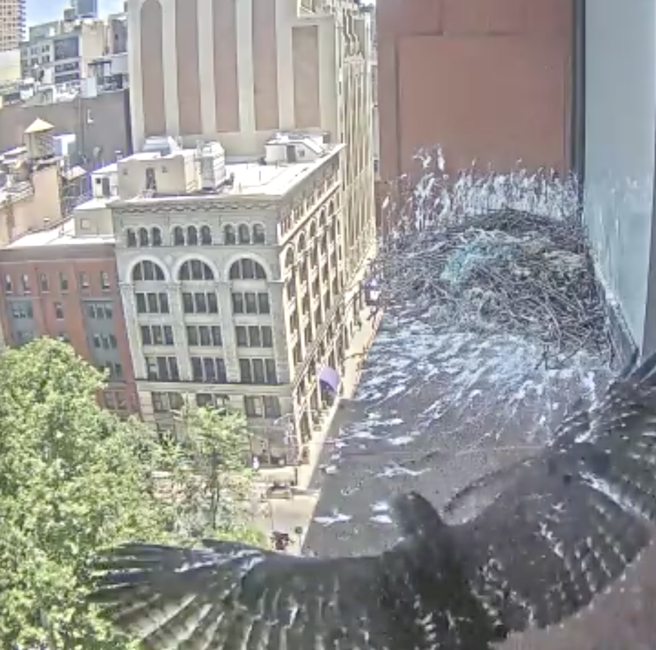 One of the dark brown-feathered eyasses shows its wing span out on the ledge