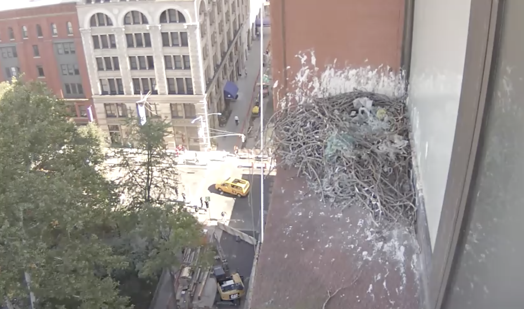 The hawk cam is live once again after being offline for nearly two weeks.