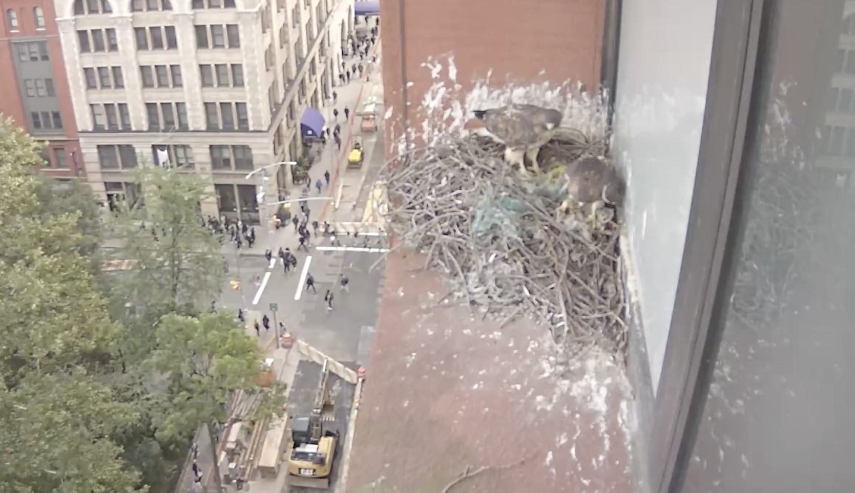 The two adult hawks are seen on the nest on October 16, 2018.