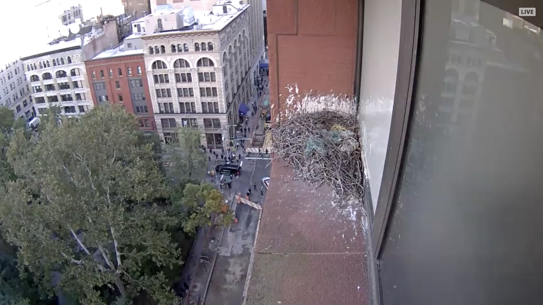 The hawk cam is live once again after being offline for nearly two weeks.