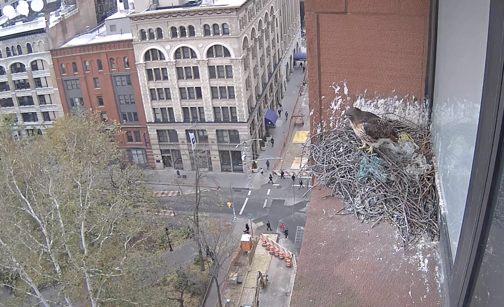 The female hawk looks out from the nest on a 11/20/18 visit.