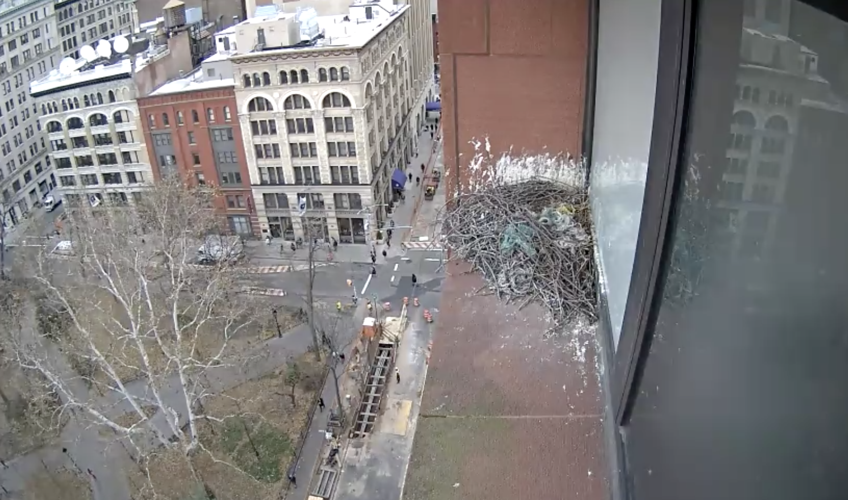 A view of the hawk cam on November 28, 2018