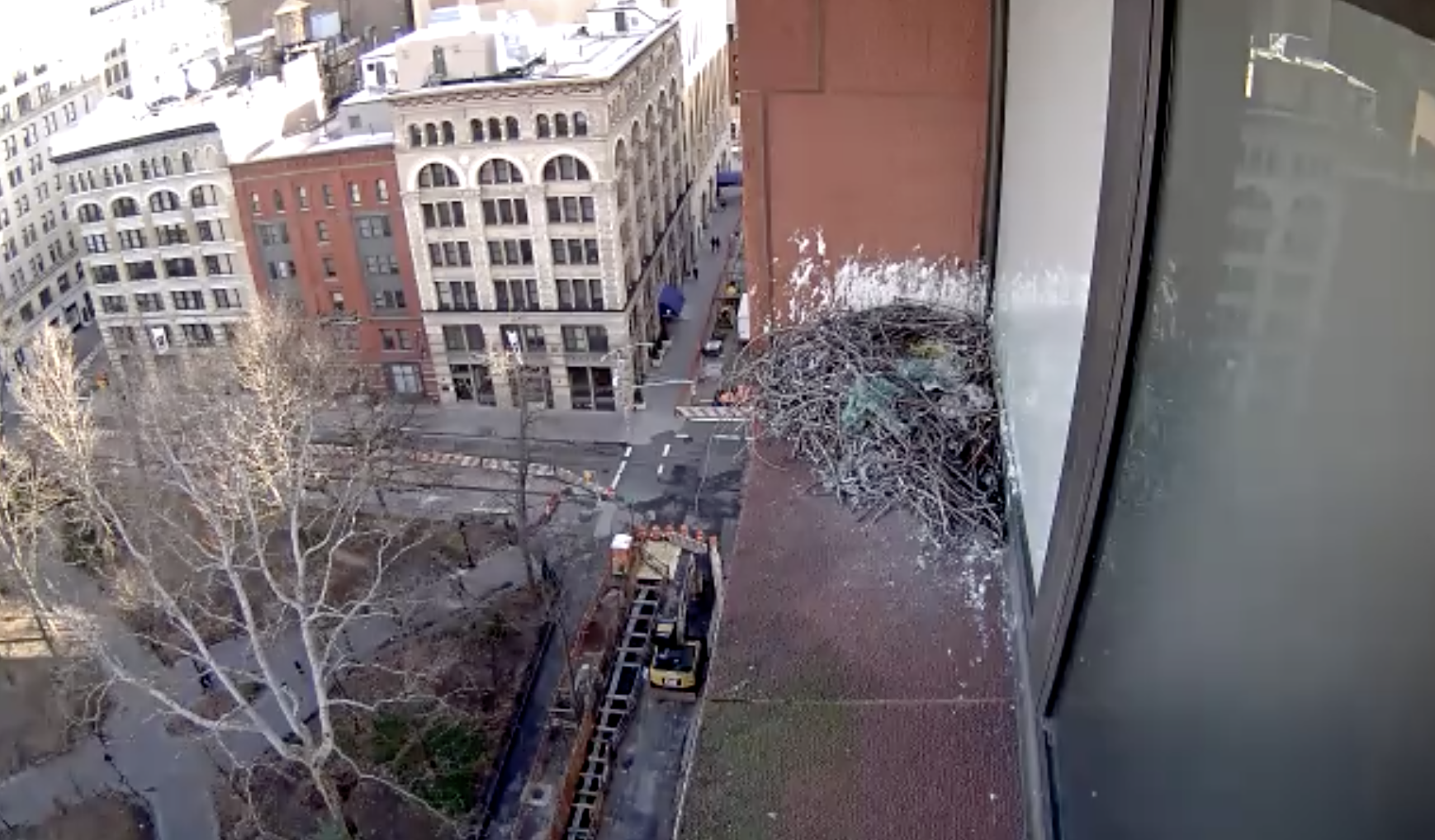 A view of the hawk cam on December 29, 2018