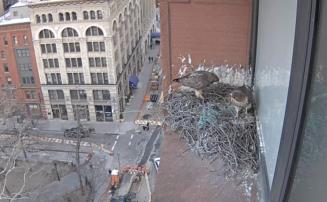 Both hawks appear on the nest on January 26, 2019