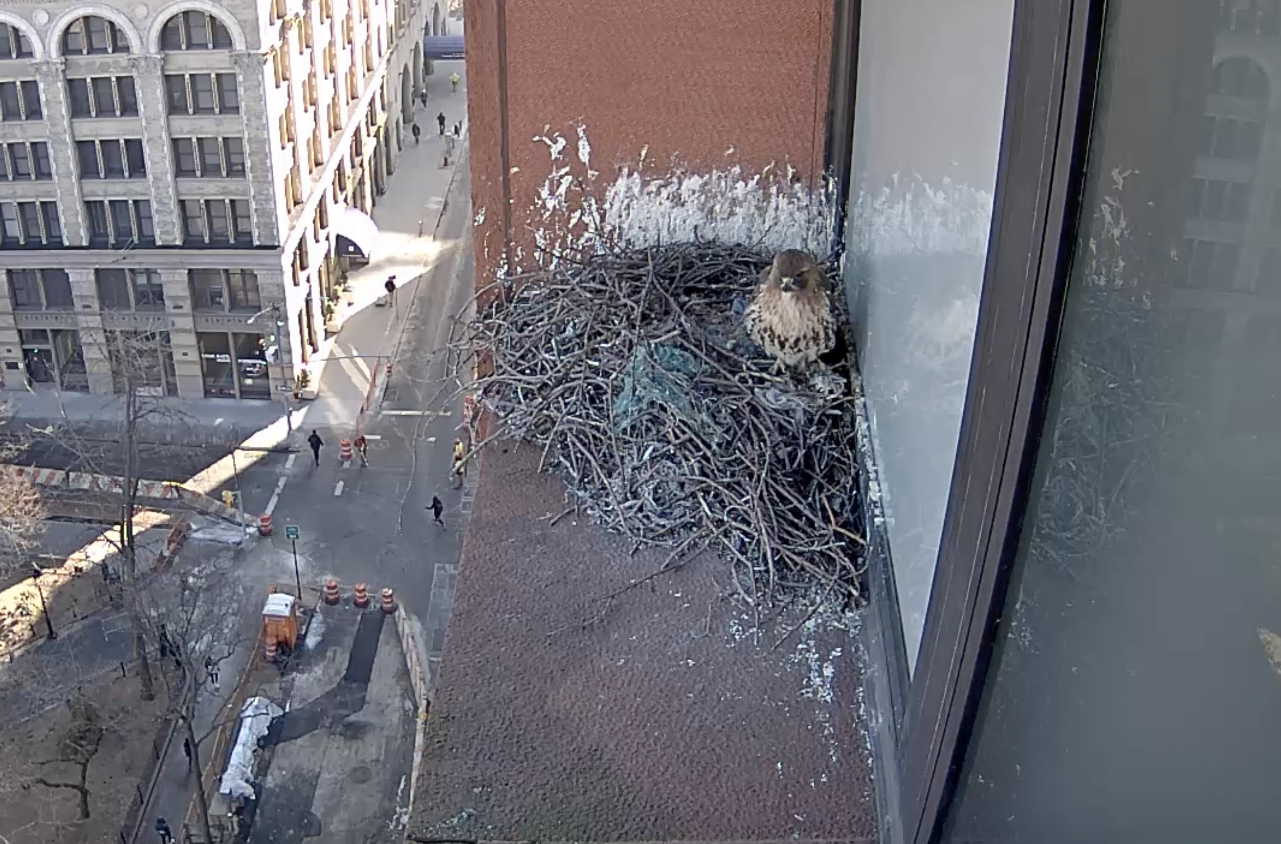 The male hawk stands on the nest on February 3, 2019