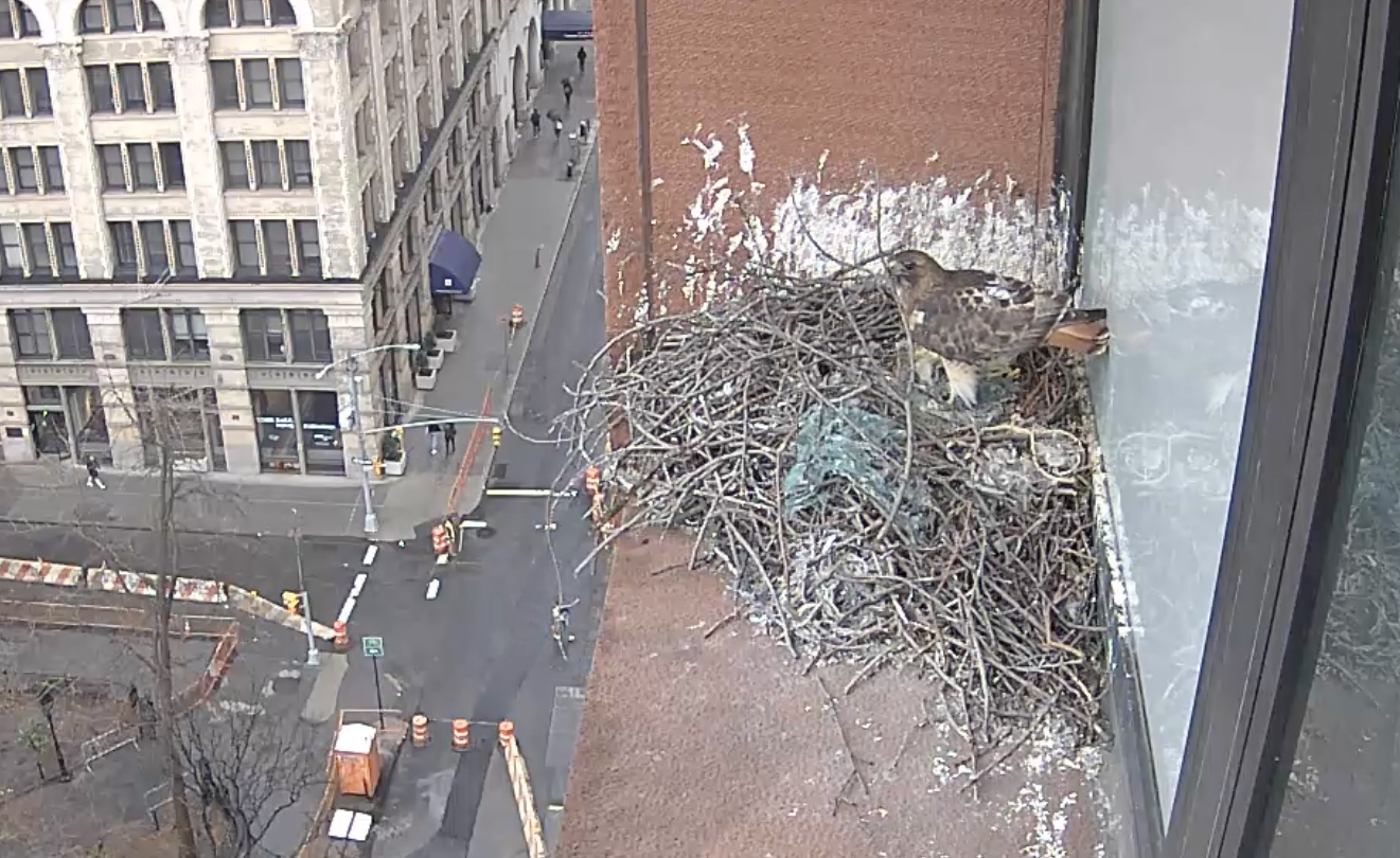 The male hawk rearranges a stick on the nest on February 8, 2019.