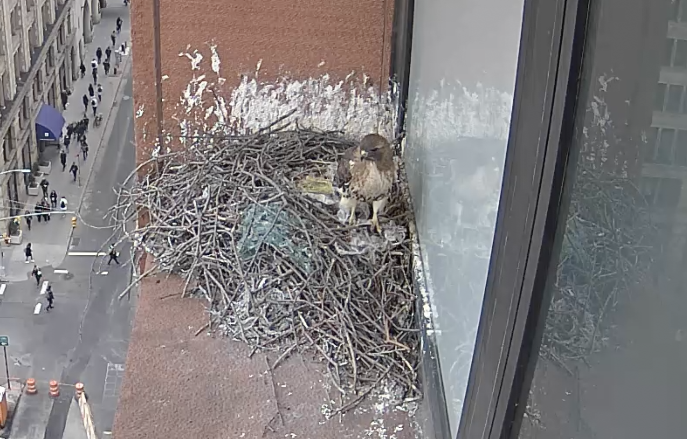 The male hawk stands on the nest on February 11, 2019.