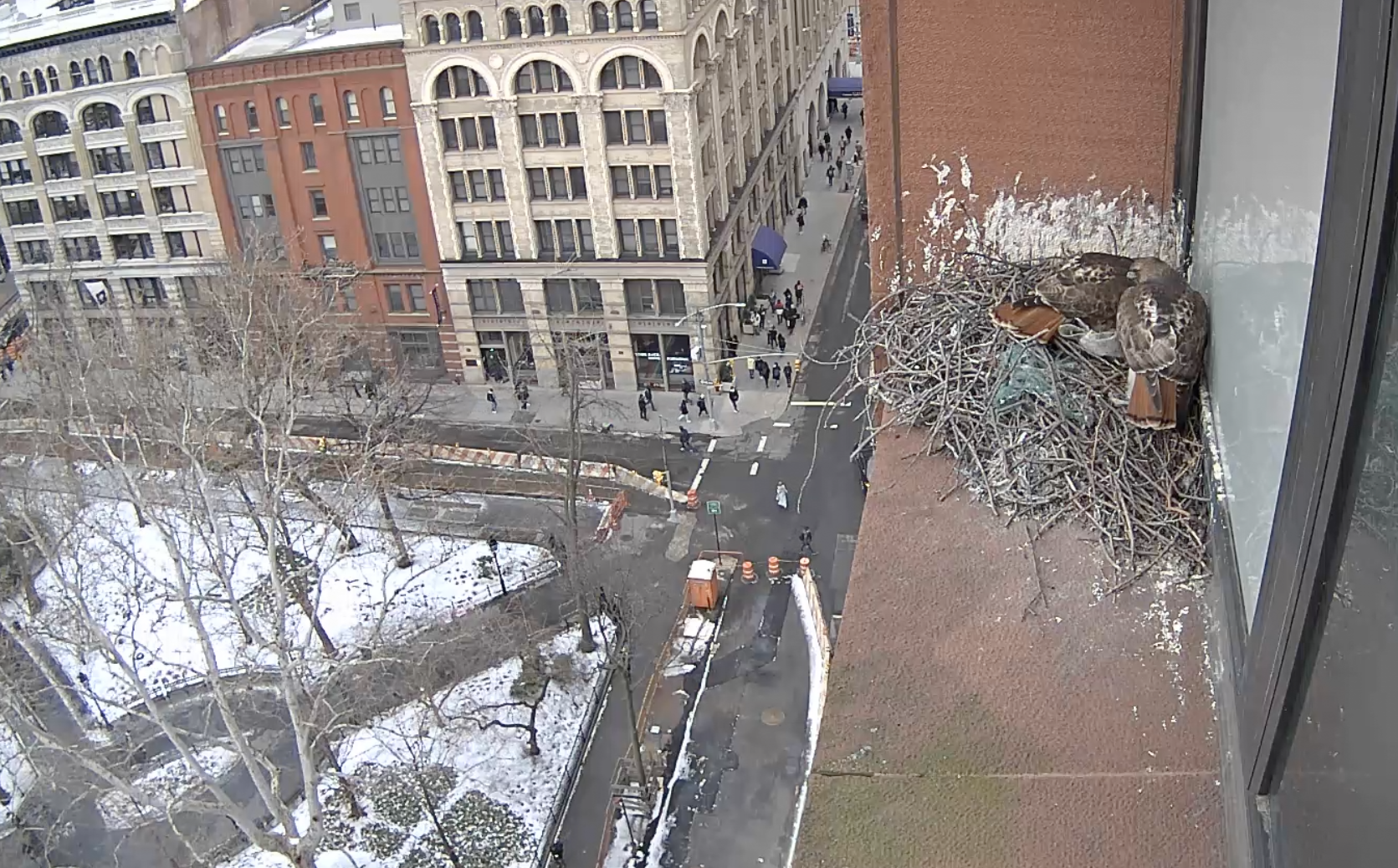 On February 13, 2019, the female hawk is in the nest bowl while the male hawk stands beside her.