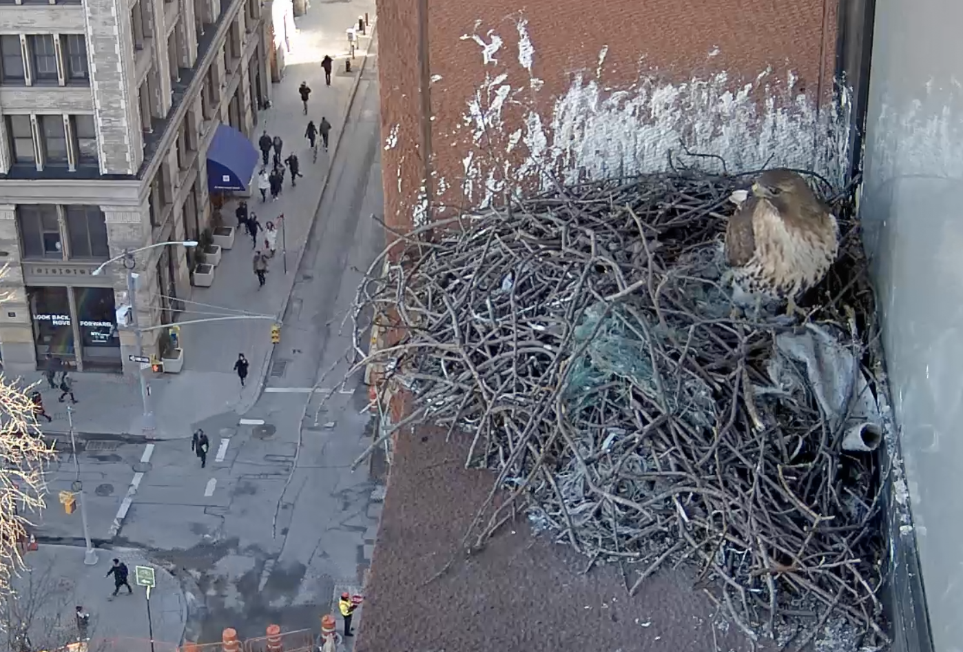 The male hawk stands in the nest bowl and looks out at the park on February 28, 2019.