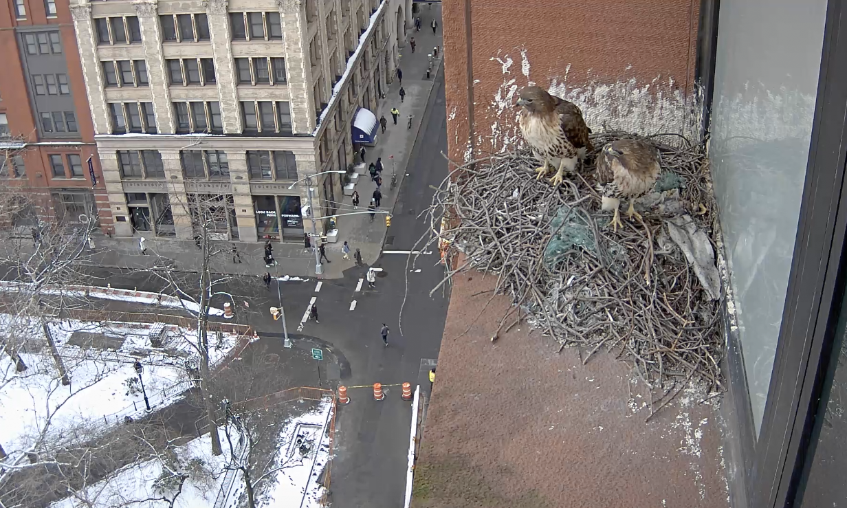 The female hawk (on the left) and the male hawk (on the right) look out to the park from the nest on March 1, 2019.