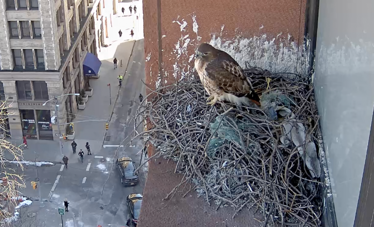 The female hawk looks out from the nest on March 5, 2019.