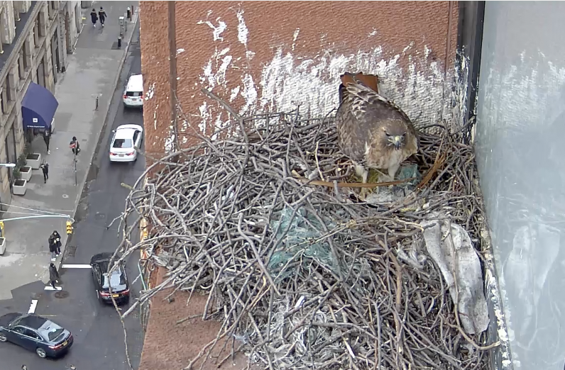 The male hawk with the long, brown strands in the nest as new nest material on March 10, 2019
