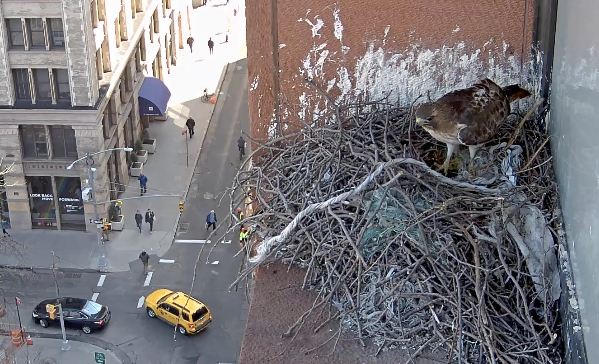 The male hawk with a new white rope on the nest on March 11, 2019