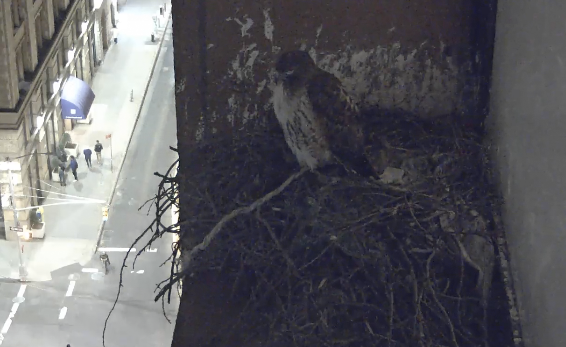 The female hawk sleeps on the nest on the night of March 13, 2019.