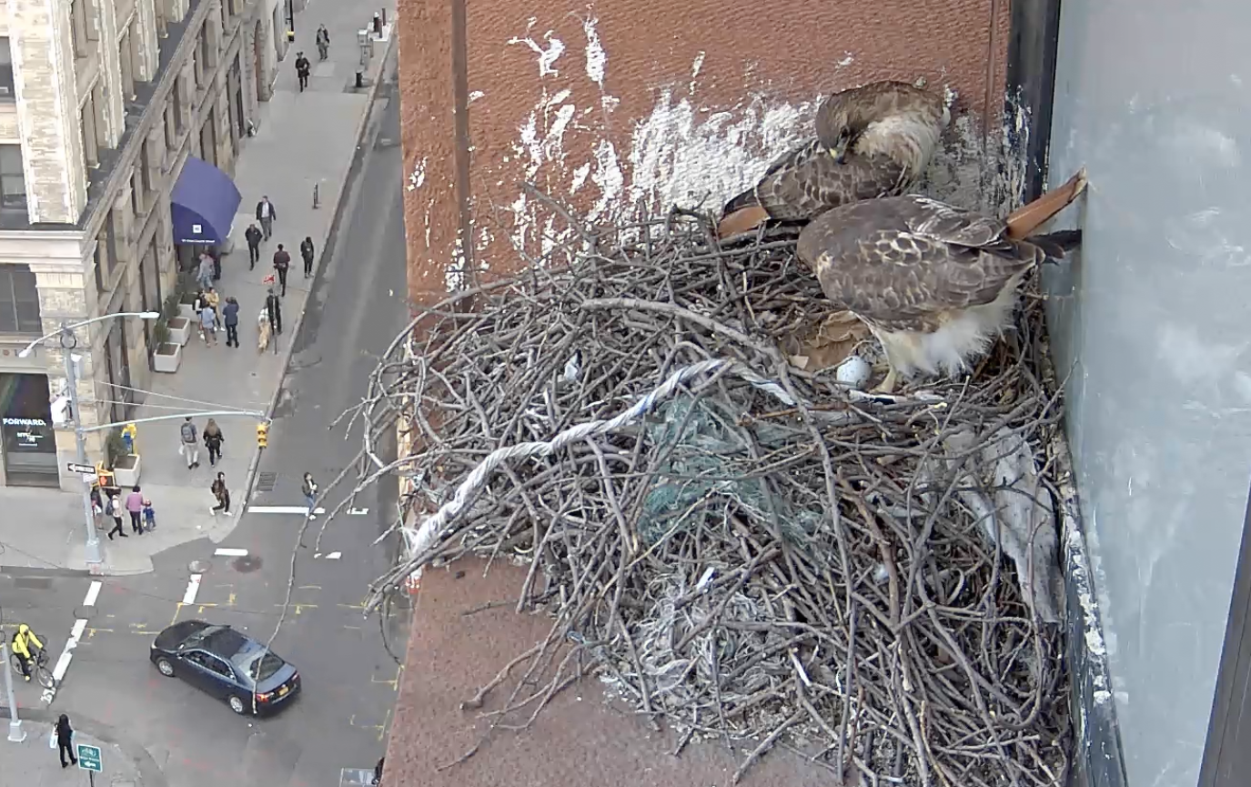 On March 15, 2019, the female hawk gets up from sitting to look at the egg, while the male hawk turns to get a peek at it.