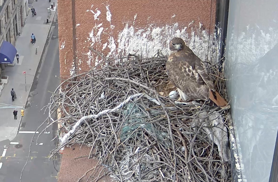 On March 15, 2019, the female hawk gets up from sitting to look at the egg and turns to face the direction of the camera.