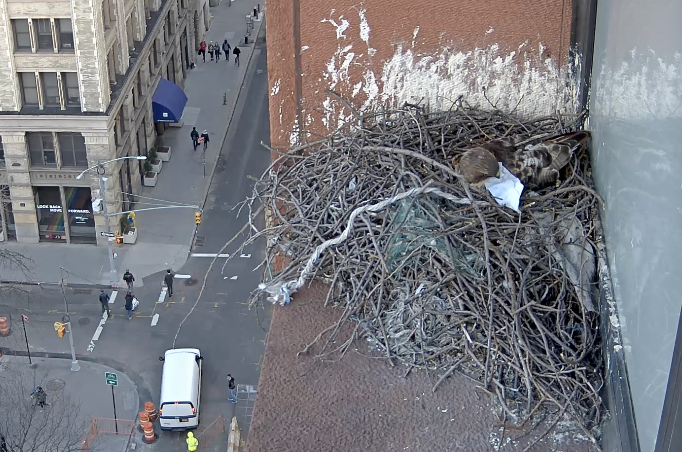 On March 16, 2019, the male hawk, while incubating an egg, tries to tuck a white napkin into the nest bowl.
