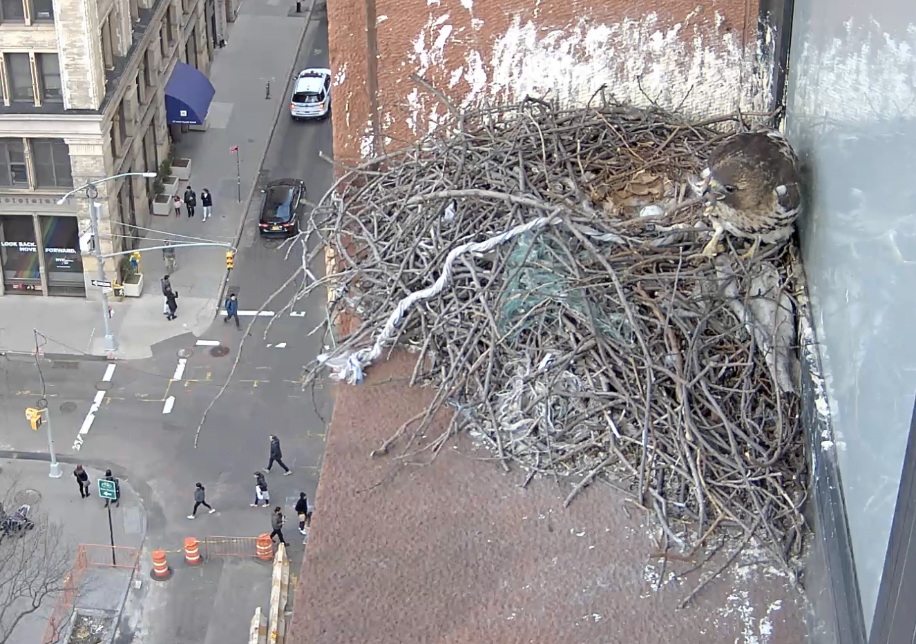 On March 16, 2019, the male hawk gets up from incubating to try to move a big stick on the nest.