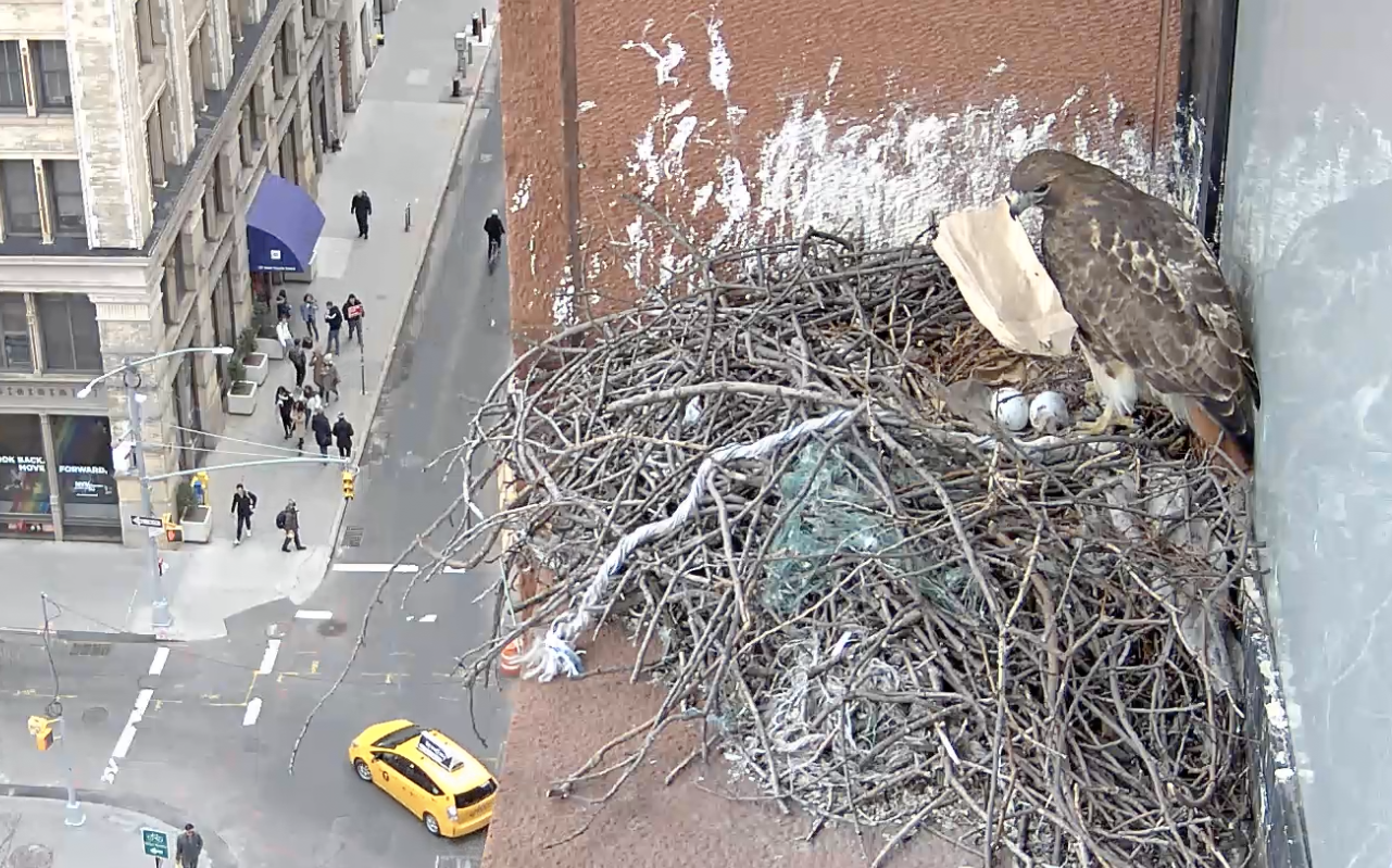 On March 18, 2019, the female hawk picks up the paper bag that the male hawk had brought.