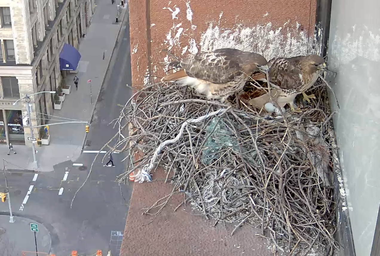 On March 18, 2019, the female hawk joins the male hawk in rearranging sticks on the nest.