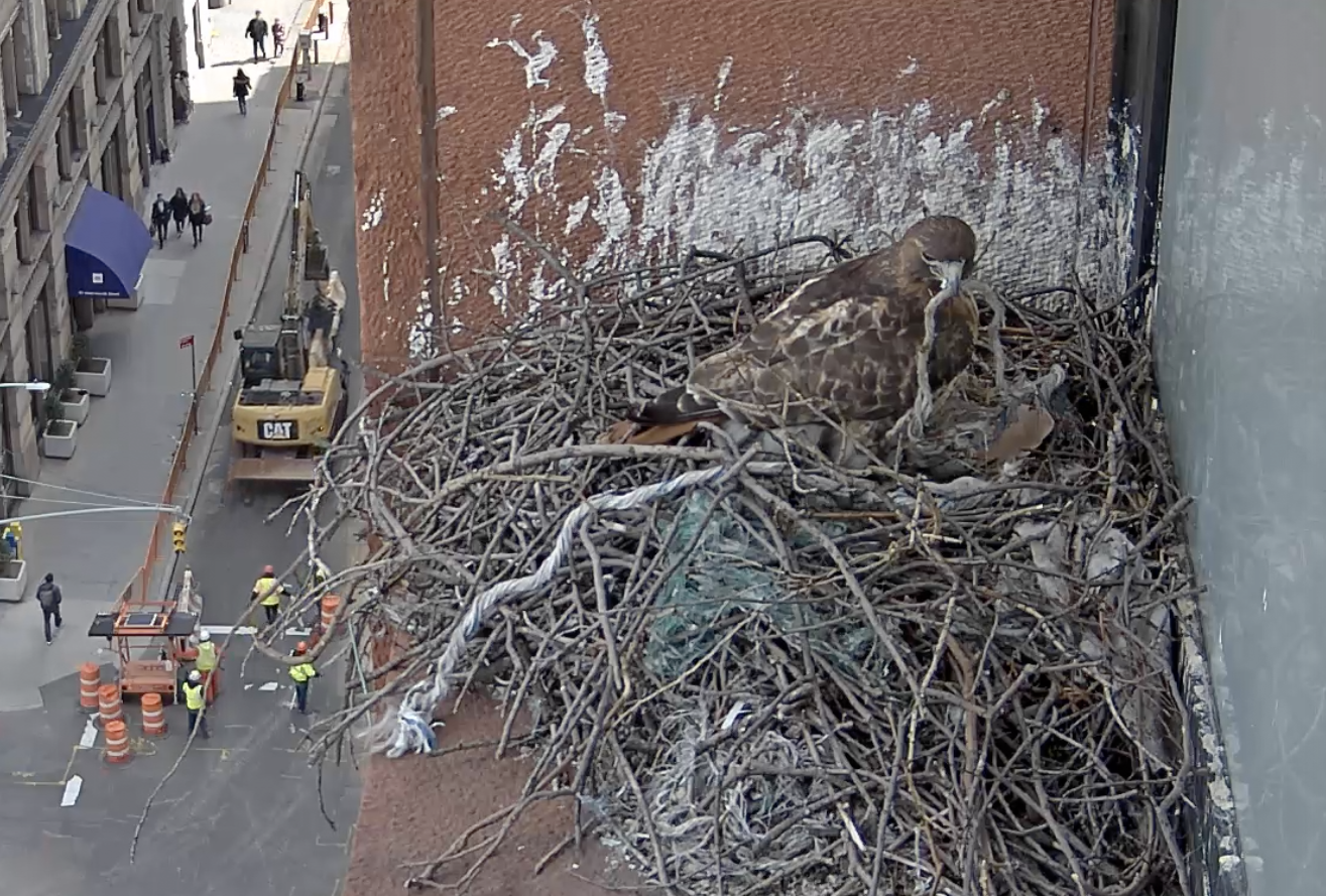 On March 19, 2019, the female hawk picks up the worn rope material the male hawk just brought.