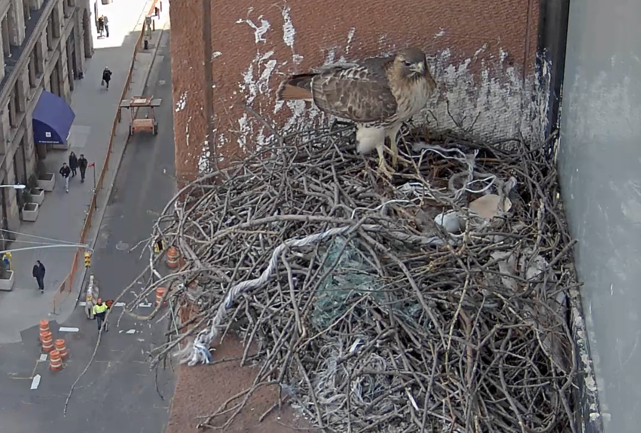 On March 19, 2019, the male hawk stands on the nest with the thin string-like material he just brought to the nest.