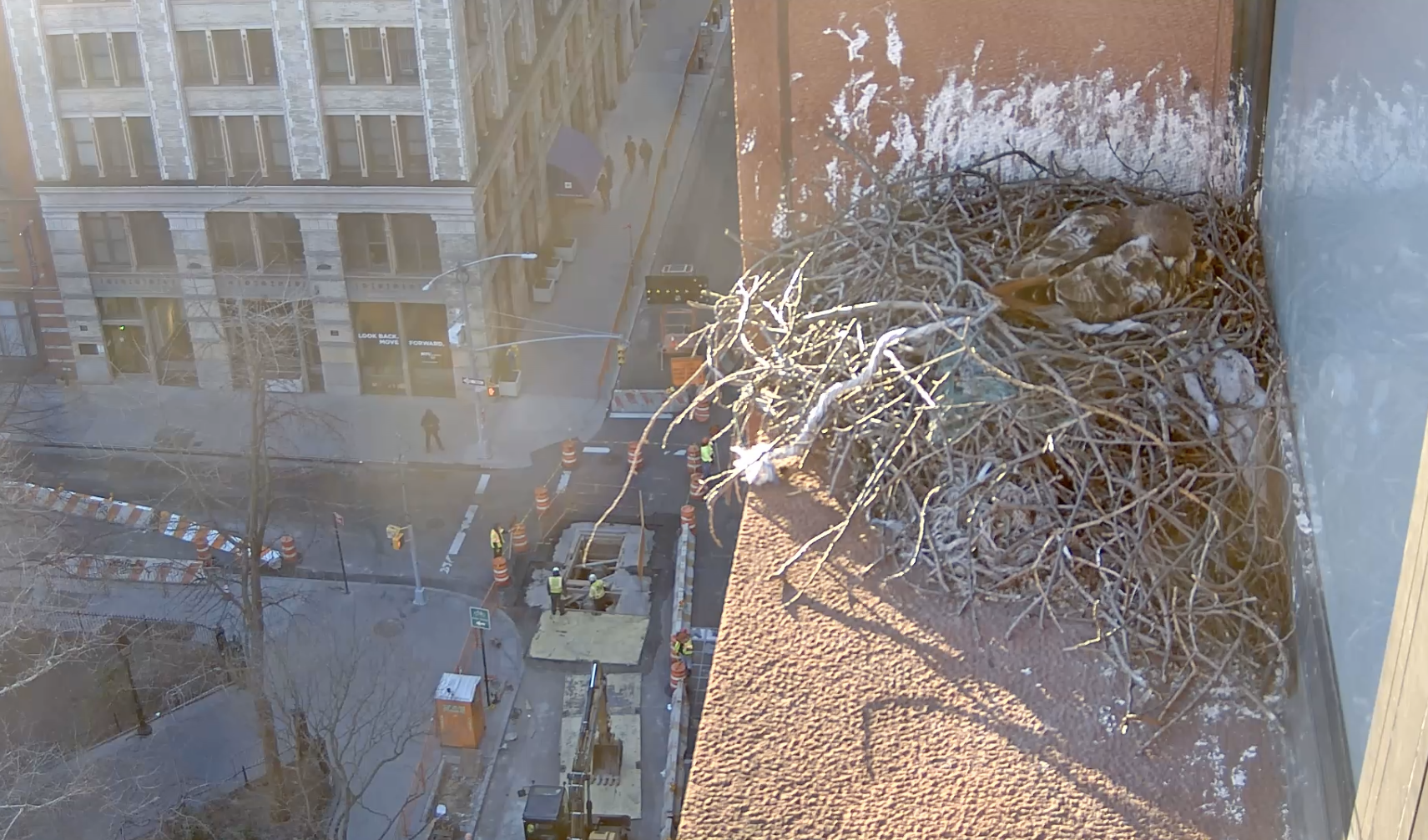 In the early morning of March 26, 2019, the sun shines partially on the nest, where the female hawk is.