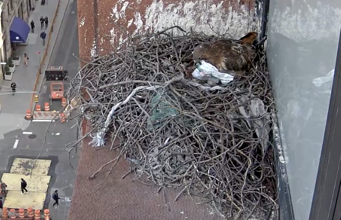 On March 28, 2019, the female hawk picks up a piece of paper that the male hawk had brought in earlier.