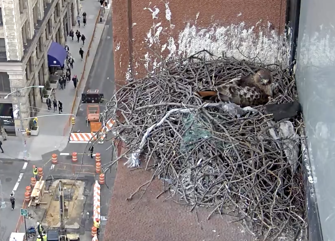 On March 29, 2019, the male hawk is on the nest with a piece of black roofing material to his right.