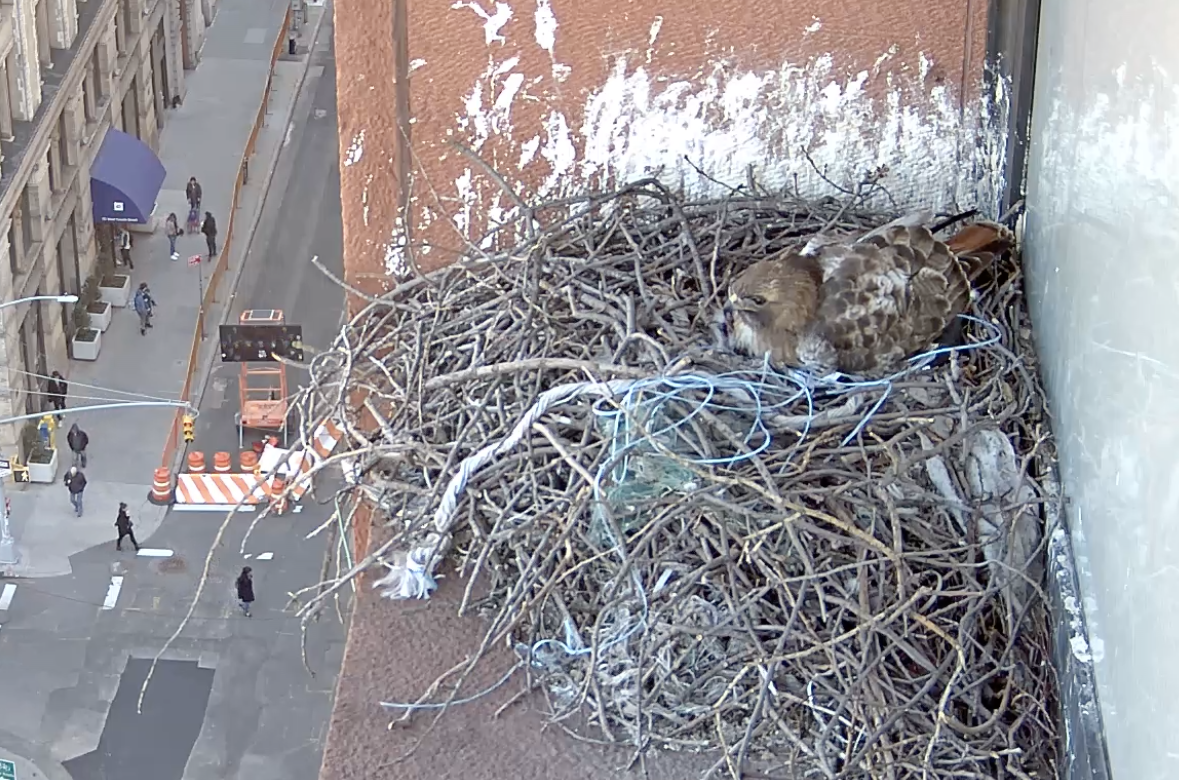 On April 1, 2019, the male hawk is on the nest with a light blue plastic string.